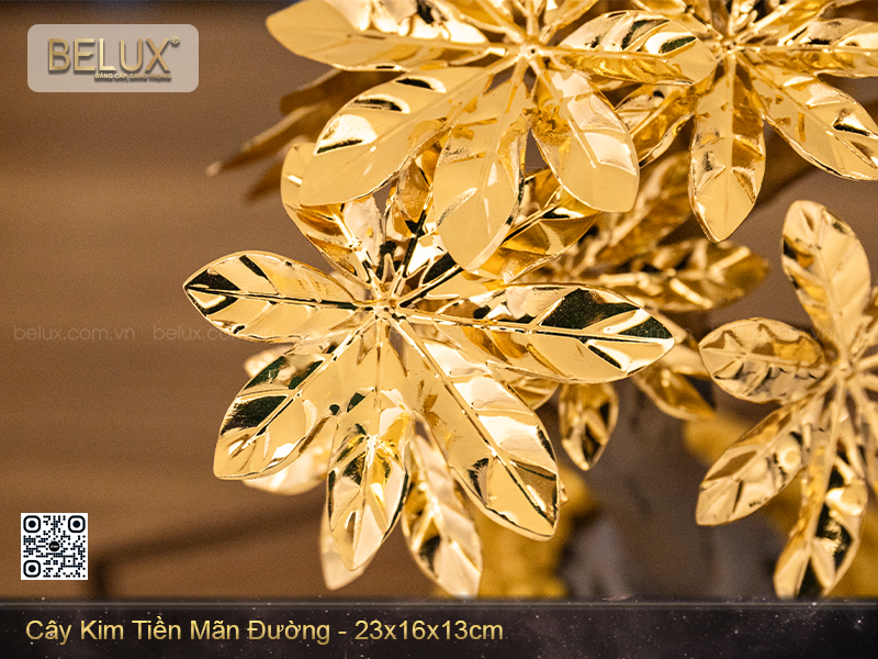 Cây kim tiền mãn đường dat vàng